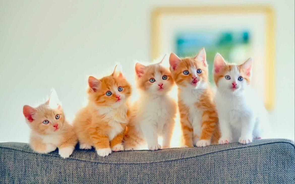 گربه‌ها، میراث زنده‌ی طبیعت