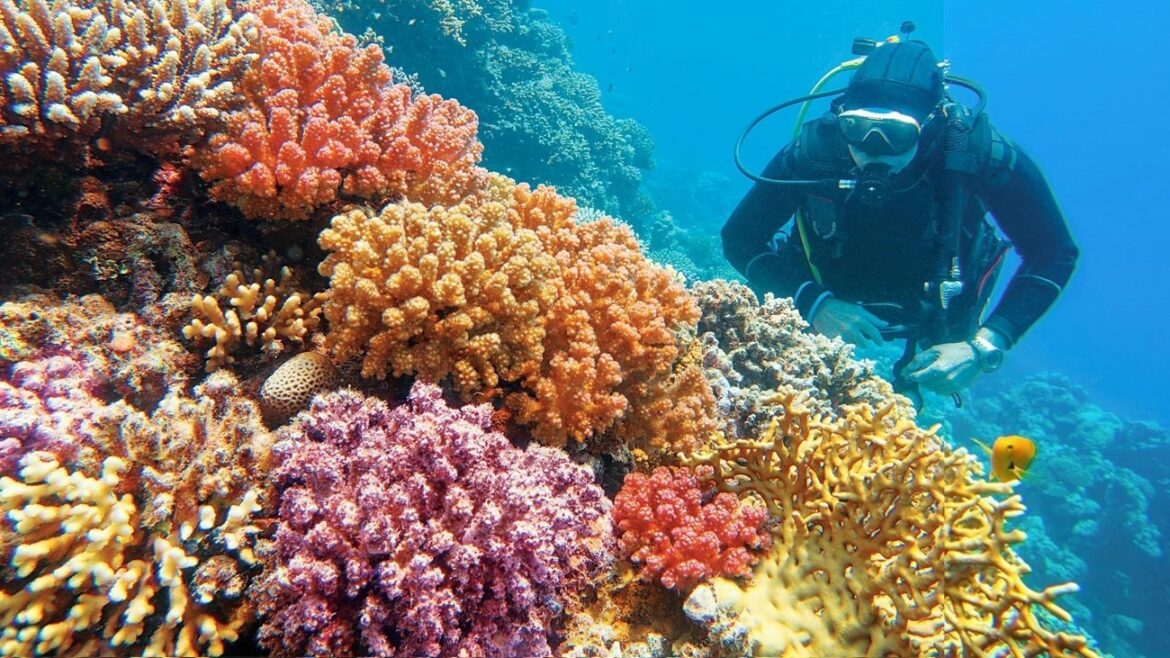 صخره‌های مرجانی استرالیا در سال 2025 و موج گرمای دریایی