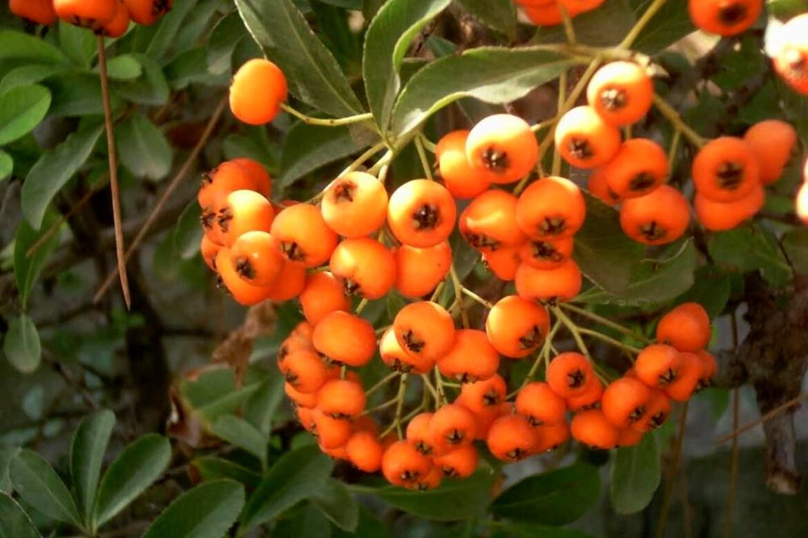 عجیب‌ترین سه میوه در ایران،گنجینه‌هایی که کمتر شناخته شده‌اند