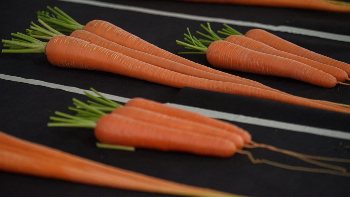 فواید هویج برای پوست؛ انتخابی آگاهانه در زمانه فشار