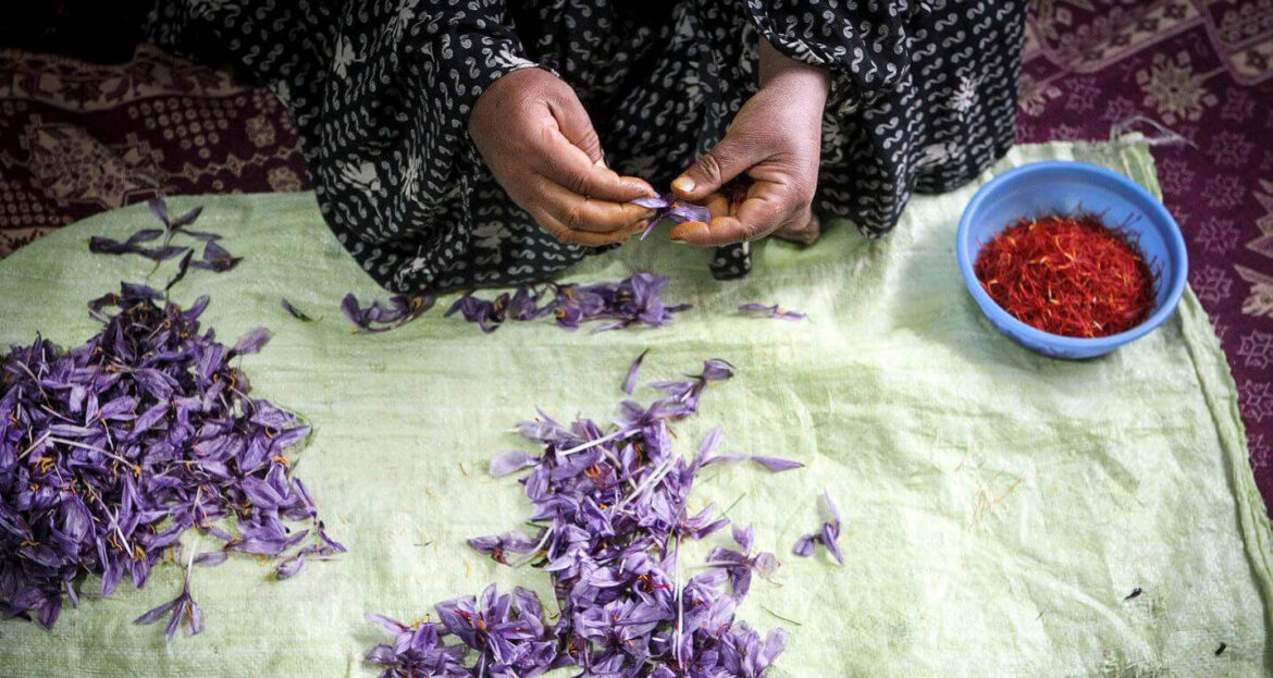 زعفران در فرهنگ فارسی و نقش آن در تاریخ و هویت ایران