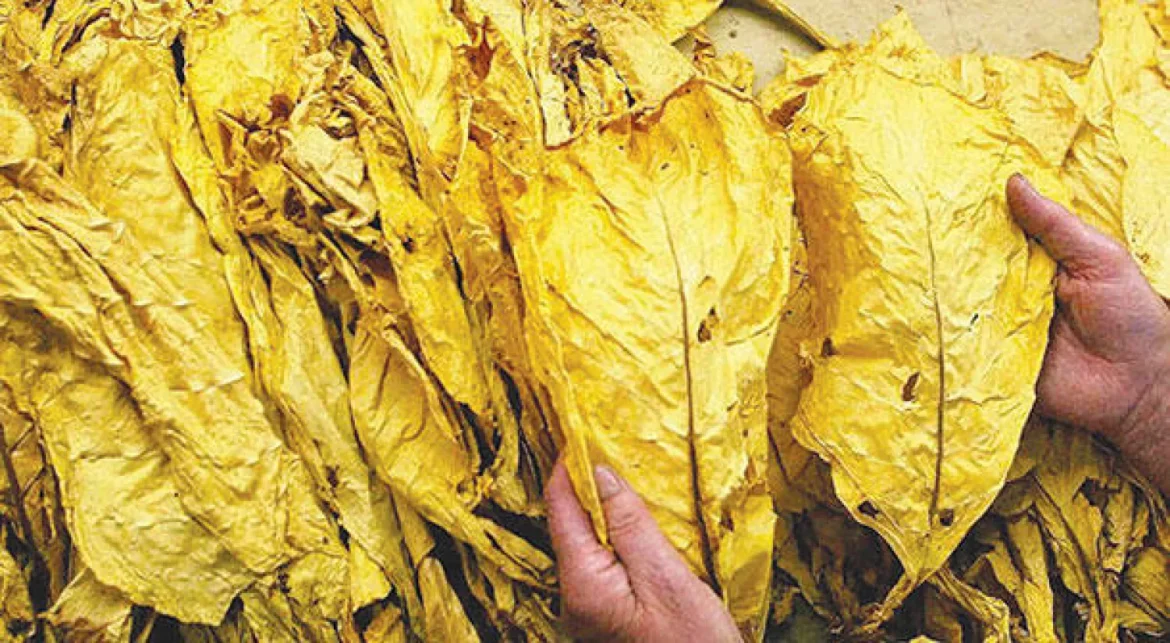 صنعت تنباکو در ایران: تاریخچه بهره‌کشی پنهان