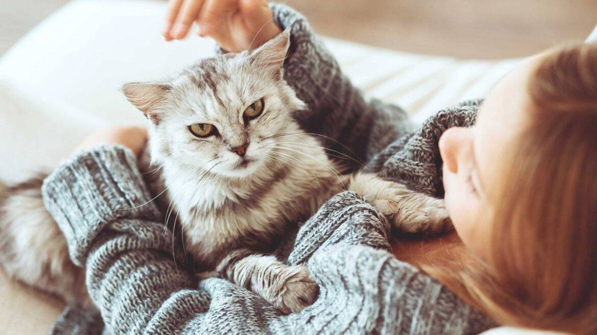 مزایای نگهداری گربه در خانه؛ همراهی آرام برای بهبود کیفیت زندگی