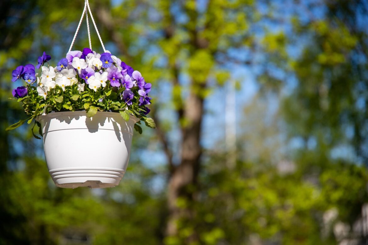 بهترین گل‌های فصل تابستان؛ انتخابی برای باغی رنگارنگ